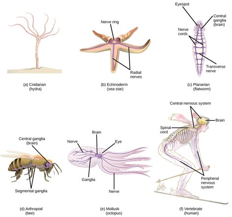 Neurons And Glial Cells Biology Ii