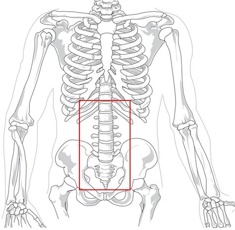 The diagram also shows the various areas of the abdomen that help define the location of pain and discomfort. Lower Back Pain After Hiking October 2018 | OutdoorCrunch