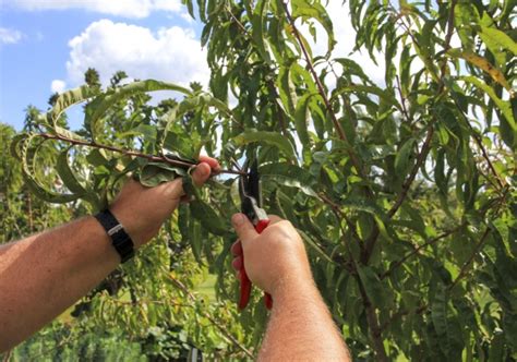 Summer pruning for tree training young vigorously growing trees can be summer pruned to develop fruiting wood in the lower canopy and also to help train the tree and develop the scaffold system. Summer prune fruit trees | Organic Gardener Magazine Australia