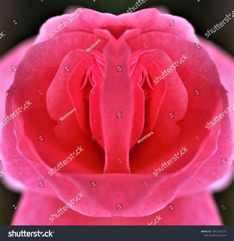 Sex Pussy Vulva Clitoris Vagina Orgasm Stock Photo