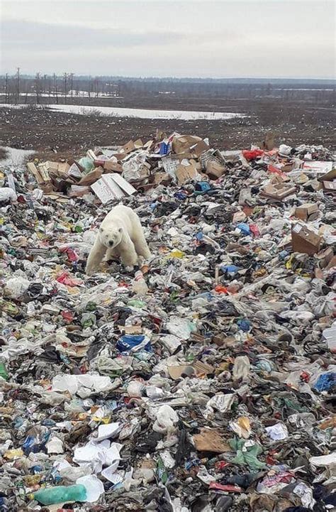 Starving Polar Bear Wanders Into Siberian City Pics