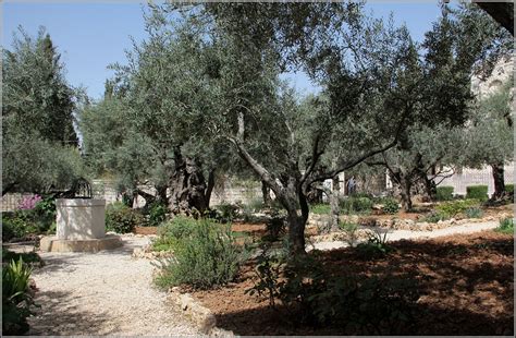 verse 1 morning has come, clean clothes on the line. . Garten Gethsemane - Uralte knorrige Ölberg im doch ...