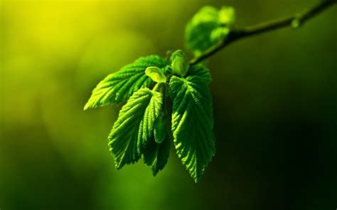 Green Nature Leaves Macro Depth Of Field Wallpapers Hd Desktop