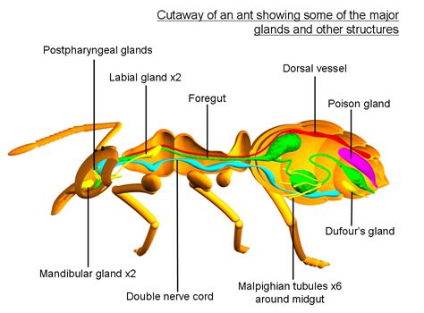 Thorax Ant Anatomy