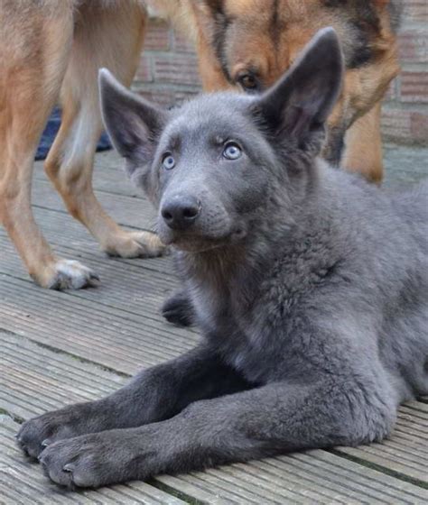 These puppies are raised in our home. Blue German Shepherd For Sale | PETSIDI