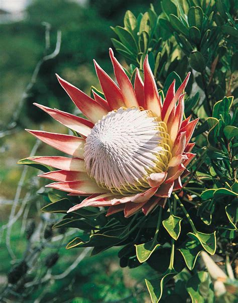 Protea South African Flowers King Protea African Plants