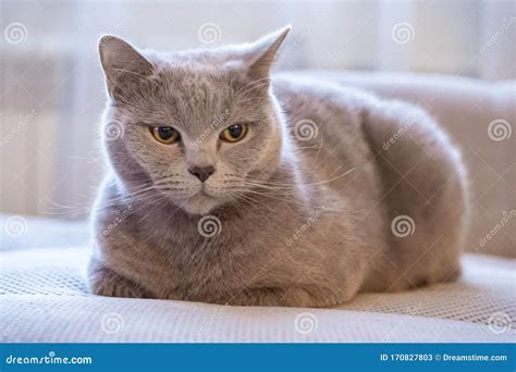A Very Serious Cat Thinking About Something Stock Image Image Of
