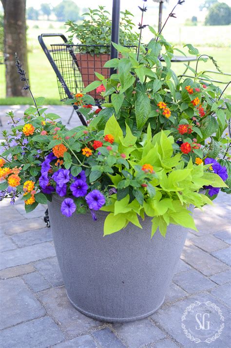 Fabulous Summer Pots How To Keep Them Beautiful In Summer Heat
