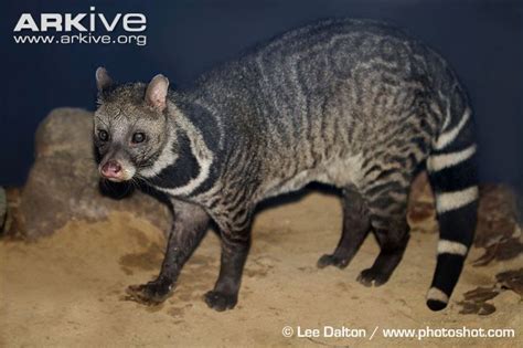 Maybe you would like to learn more about one of these? Large Indian Civet | ネコ