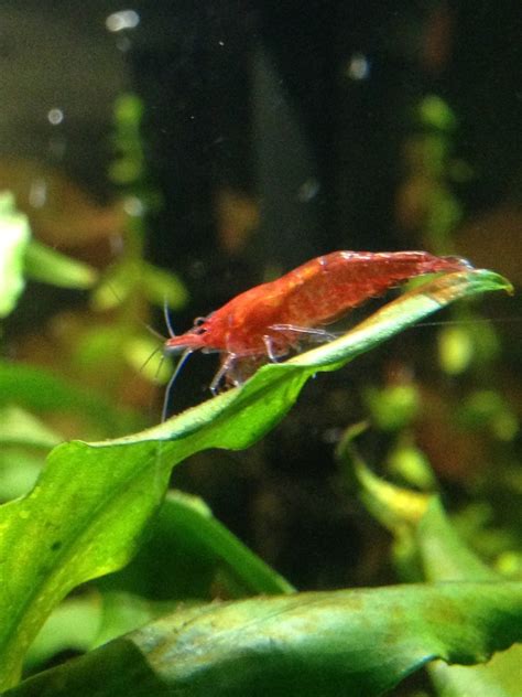 Red Cherry Shrimp Sexing My Aquarium Club