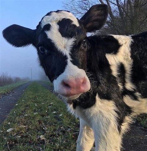 Muuu🐄 In 2020 Cute Cows Cute Baby Cow Fluffy Cows
