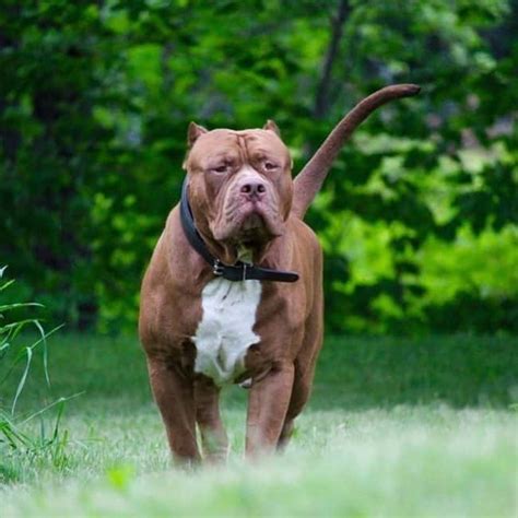 What is the net worth of pitbull? This Is How Much The World's Largest Pitbull's Puppies ...