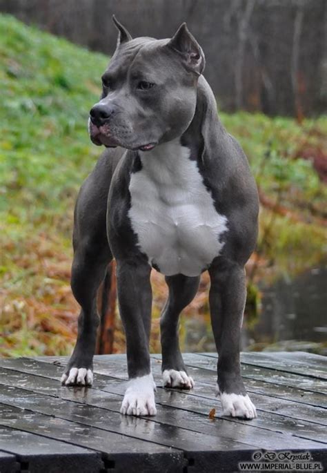 The american staffordshire terrier (am staff) is extremely strong for its size. American Staffordshire Terrier Dog Breed Info: Pictures ...