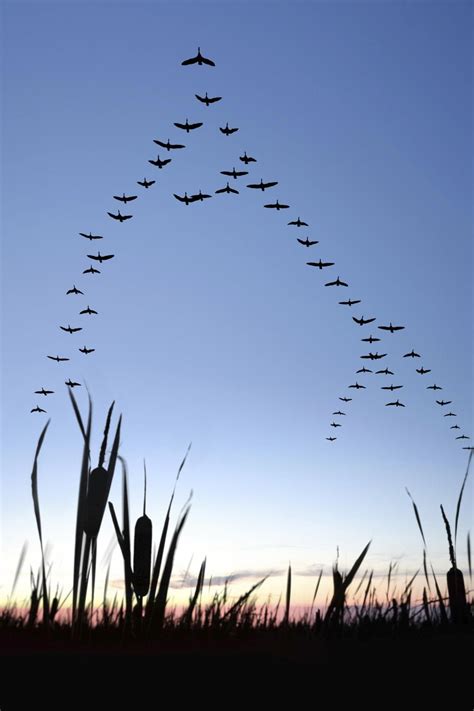 Migrating Canada Geese You Know Why When Geese Fly In V Formation One