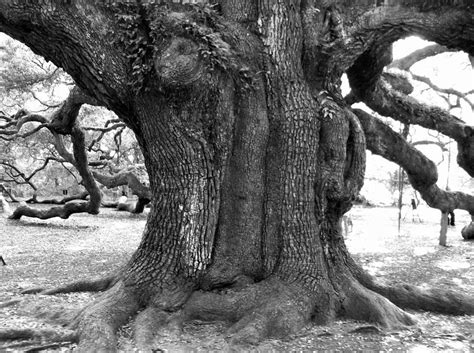 Angel Oak Photograph By Rhonda Clark Fine Art America