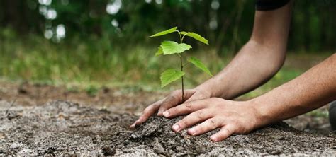 Denr Identifies Tree Planting Sites Seedlings For Ltfrb Franchise