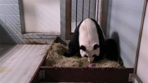 Panda Cub Twins Born At Zoo Atlanta Wsb Tv