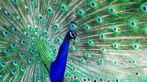 What Are Peacock Adaptations? | Reference.com
