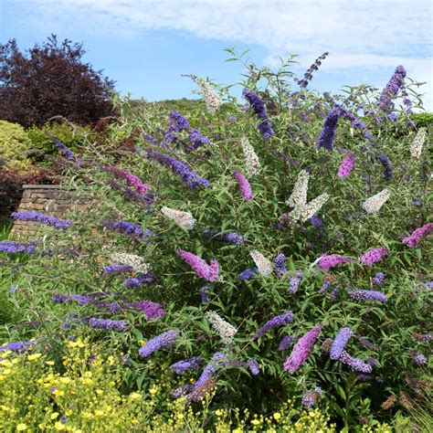 Buddleia Tricolour Shrub Butterfly Bush Multicoloured Scented Flowers