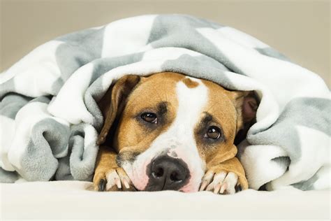 Manche frauen leiden in den ersten monaten ihrer schwangerschaft sehr stark unter den beschwerden, die durch die veränderungen im körper ausgelöst werden. Anzeichen für Fieber beim Hund - Hundemagazin