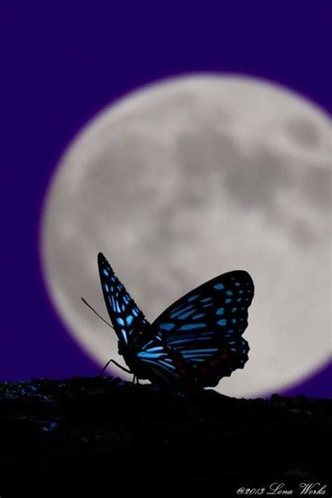 beautiful moon butterfly wallpaper beautiful butterflies
