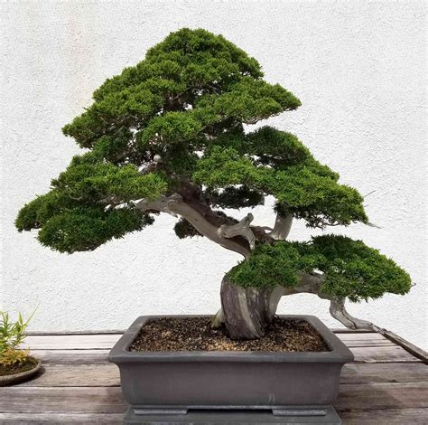 9 Trees That Make Good Bonsai Specimens