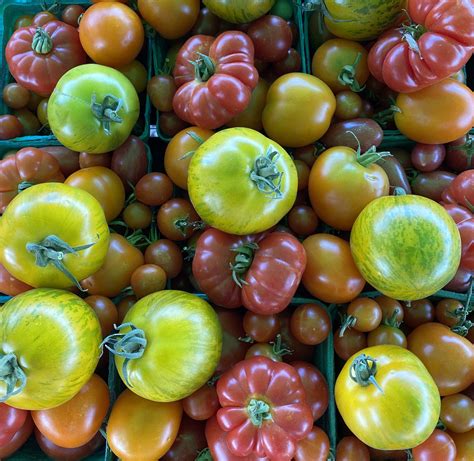 Tomatoes Masa Seed Foundation