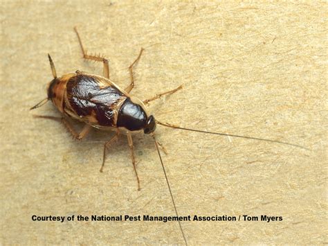 Brown Banded Cockroaches Control How To Get Rid Of Pests