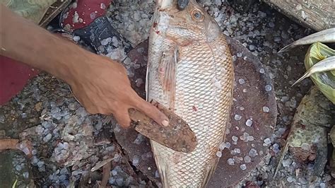 Mula Fishemperor Purchased Karachi Fish Market Karachi Fishries