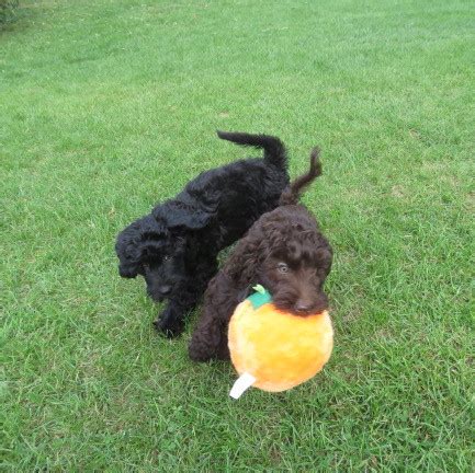 These labradoodle puppies located in iowa come from different cities, including, clermont. Hypoallergenic Australian Labradoodles Puppies for Sale in ...