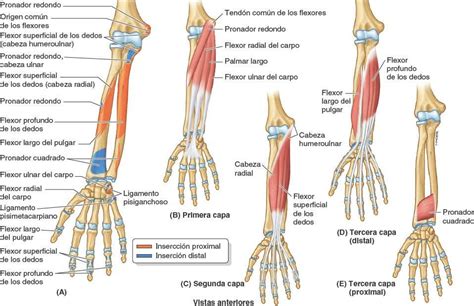 Anatomia Hombro1 21 Anatomia Del Antebrazo Anatomia De La Mano