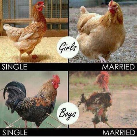 למי צריך להתחתן תרנגול