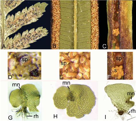 The Spore Forming And Gamete Forming Phases Of The Fern Life Cycle A