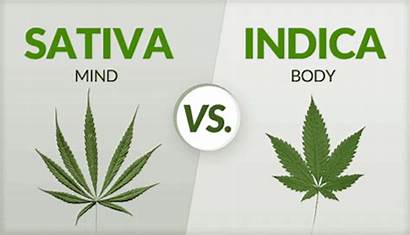 Sativa Indica Marijuana Cannabis Strains Weed Between