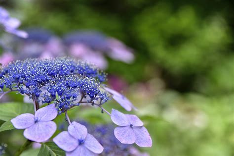 Wallpaper Summer Flower Japan Nikon Outdoor Sigma Historical