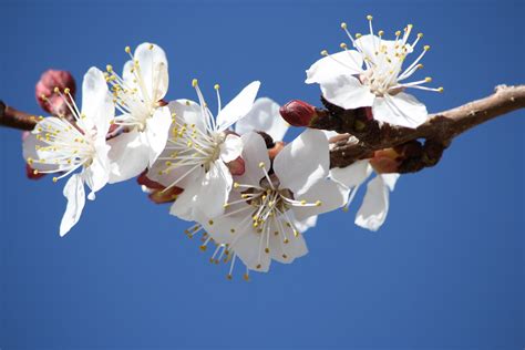 White Spring Fruit Blossoms Picture Free Photograph Photos Public