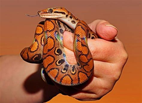 Popular Types Of Pet Snakes All Pet Care