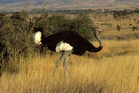 African Savanna Ostrich Pets Lovers