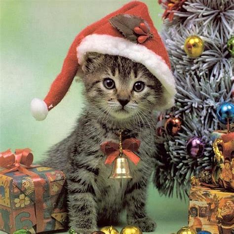 Beautiful cats in different styles free download hd wallpapers. iPad Wallpapers: Free Download Christmas Pets iPad ...