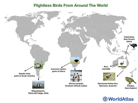 Which Birds Cant Fly Worldatlas