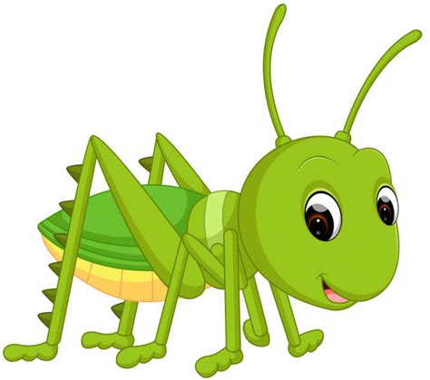 Cricket Insect Illustrations Royalty Free Vector Graphics