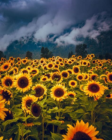 Descarga yellow sunflowers background foto de archivo y descubre imágenes similares en adobe stock. 50+ Yellow Aesthetic Sunflowers HD Wallpapers (Desktop ...