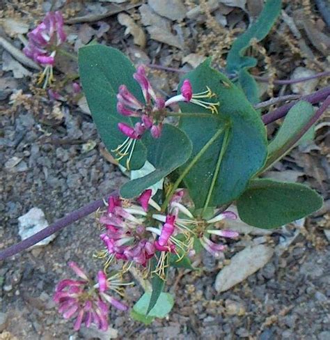 Plants That Were Native In And Around San Jose