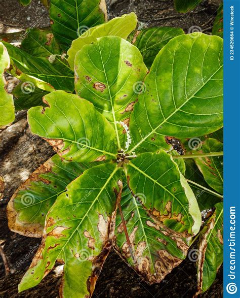Closeup Shot Of A Fiddle Leaf Fig With Damaged Leaves Stock Photo