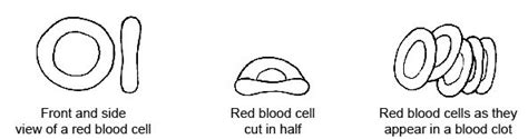 Learn about the veterinary topic of red blood cells in animals. Anatomy and Physiology of Animals/Cardiovascular System ...