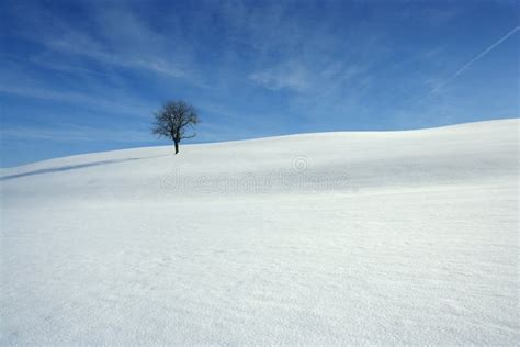 Snowy Covered Meadow Stock Image Image Of Snowy Horizon 9071623