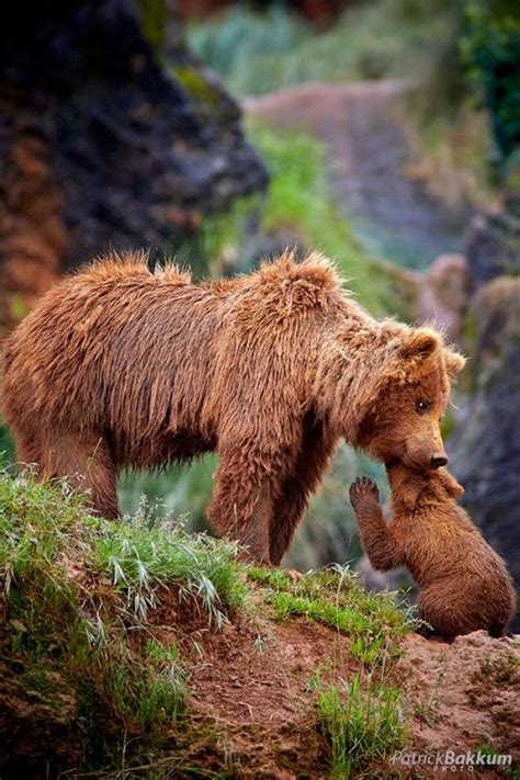 Cute Bear Cub Tumblr