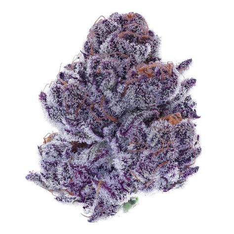 Purple Punch Strain Cannabis Strains Info Flavor Fix
