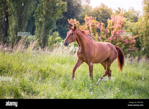 Austrian Warmblood Chestnut Gelding Trotting On A Pasture Austria