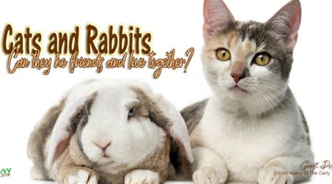 Can Cats And Rabbits Live Together Savvy Pet Care